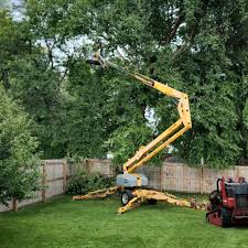 Best Tree Preservation Services  in Scottsdale, AZ