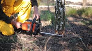 Best Tree Mulching Services  in Scottsdale, AZ