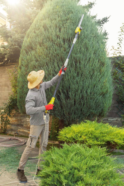 Reliable Scottsdale, AZ  Tree Services Solutions